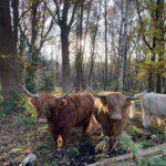 3 ossen in het bos in Drenthe
