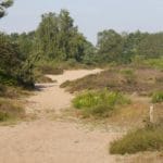 Een zandpad in Drenthe