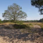 Een boom naast een zandpad in Drenthe