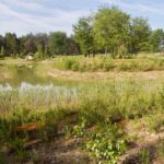 Een veld met bomen en water in Drenthe