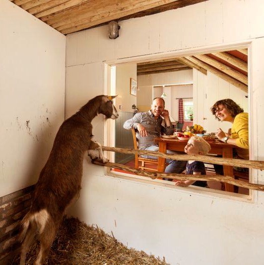 Een geitje kijkt door het raam naar een gezin aan de ontbijttafel