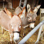 Twee ezels in een stal