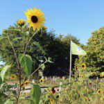 Een veld met zonnebloemen dicht bij de Biesbosch