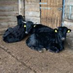 Drie koeien in een stal