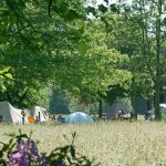 Veld met hoog gras en daar tussen tenten op een autovrij natuurkampeerterrein in Noord-Brabant