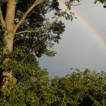 Boom met een regenboog op de achtergrond in het oosten van Nederland