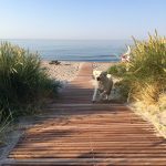 Looppad naar de zee met een hond op het Deense eiland Møn