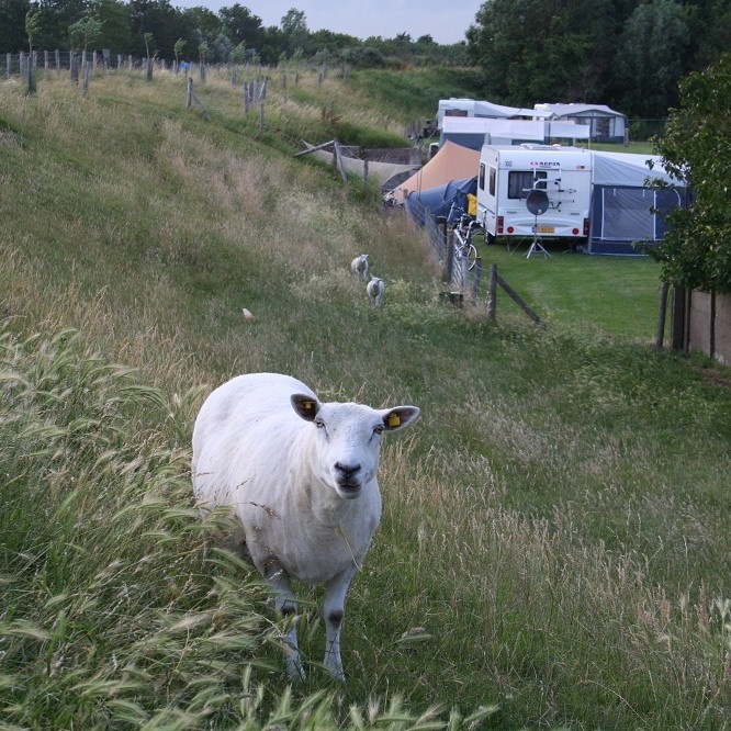 Een schaap op de dijk en caravans in het gras