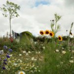 Bloemenveld met op de achtergrond een tent op een kindvriendelijke camping in de Franse Bourgogne