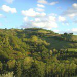 Groene heuvels in de regio Le Marche