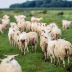 Kudde schapen van schapenboerderij de Zeekraal