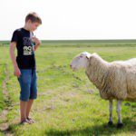 Jongen met een schaap bij een schapen boerderij op Terschelling