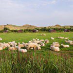 Kudde schapen met safaritenten en de duinen van Terschelling op de achtergrond