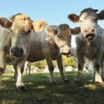 Drie koeien met daarachter meer koeien op Kimaro Farmhouse
