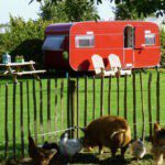 Rode caravan met picknicktafels en stoelen met op op de voorgrond een varken en kippen op Minicamping Op den Boender