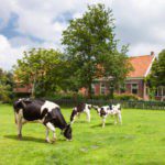 Drie koeien in een groene wei met daarachter een boerderij in Zeeland