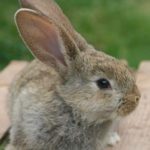 Close up van een konijntje