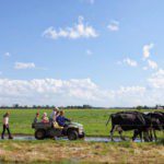 Boer op een voertuig met kinderen achterop en daarvoor koeien op het platteland van Zeeland