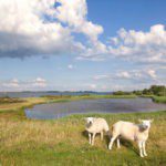 Twee schapen op een groen veld met een meer erachter in Zeeland
