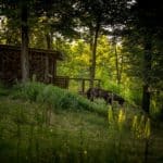 Houten gebouw en een paard in het Sloveense bos