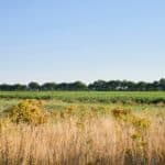 Veld met riet en daarachter gras en gewassen in het noorden van Nederland