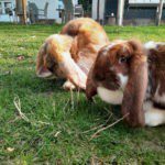 Twee konijnen op een grasveld