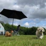 Twee hondjes met een parasol op een kampeerveld in Zeeland
