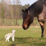 lammetje met een paard op een weiland in Overijssel