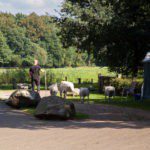 6 schapen en een herder in het oosten van Nederland