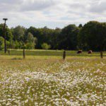Witte bloemetjes op een groenveld in Twente