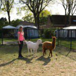 Meisje met een geit en een alpaca op een kindvriendelijke camping in Noord-Brabant