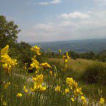Gele bloemen met daarachter heuvels van Noord-Italië