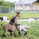 Drie geiten in een weiland in Zuid-Holland
