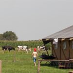 Safaritent naast een weiland met drie koeien op Boerderij Stolkse Weide