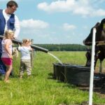 Man met twee meisjes geven koeien water op het platteland van Drenthe
