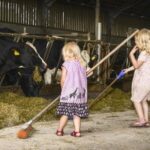 Twee meisjes vegen een koeienstal aan