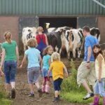 Drie volwassenen met vier kinderen brengen koeien naar een stal