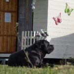 Zwarte grote hond voor een glamping accommodatie van Campeerd