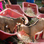 Twee geitjes eten hooi uit kruiwagen op FarmCamps de Smulhoeve
