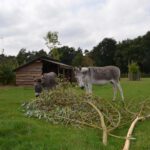 Twee ezels in een groene wei in Noord-Brabant