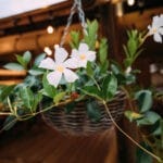 Witte bloemetjes in een hangende pot