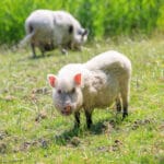 Twee varkens op het gras
