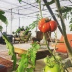 Tomaten in de kas van camping Tuin van Epicurus