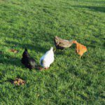 Vier kippen op een grasveld