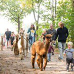 Gezinnen lopen met een alpaca op een boerderijcamping in Brabant