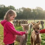 Meisje voert Alpaca's op een alpacafarm in Brabant