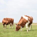 Twee koeien op een boerderij in Friesland