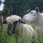 Twee schapen in een wei in Flevoland