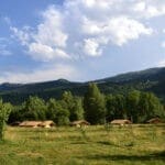 Safaritenten met bomen ernaast op een camping in de Franse Alpen