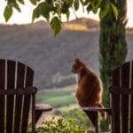 Rode kat kijkt uit op de heuvels van Noord-Italië
